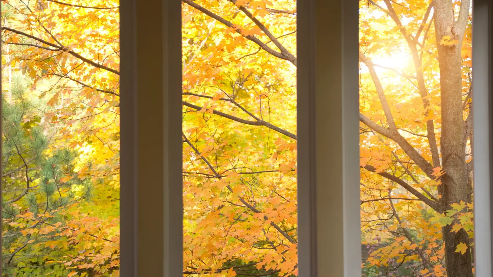 Blick aus einem Fenster auf herbstlich gefärbte Bäume — Insektenschutzgewebe zieht beim Scrollen herunter